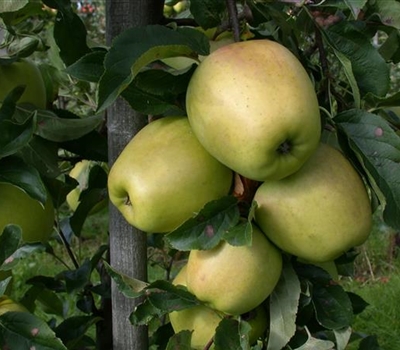 Malus domestica 'Glockenapfel'