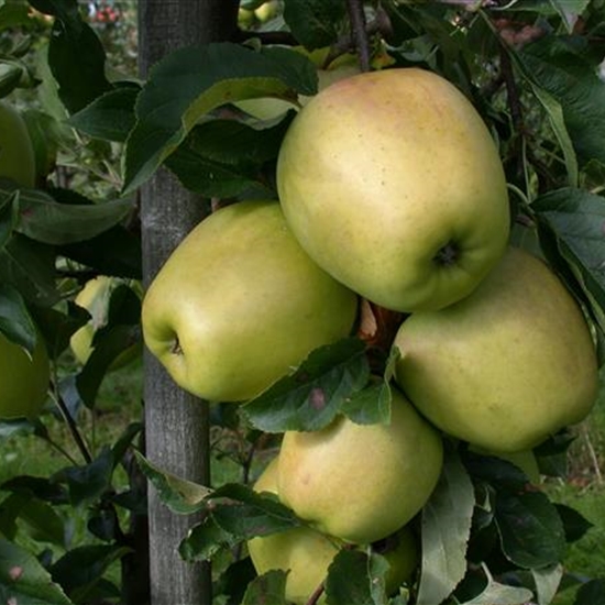 Malus domestica 'Glockenapfel'