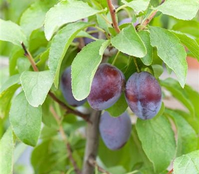 Prunus domestica 'Hanita'