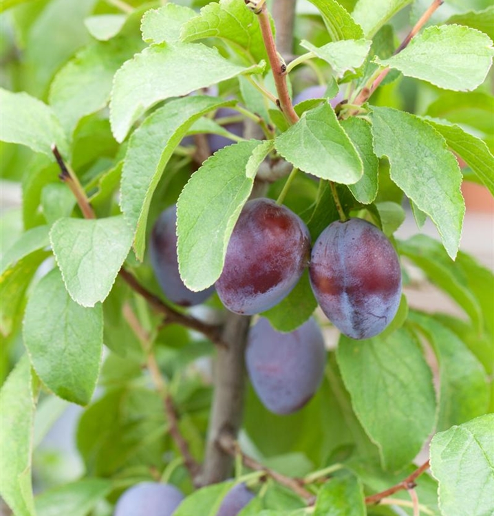 Zwetschgenbaum