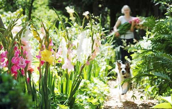 Blütenmeer am Gartenzaun