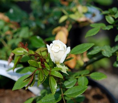 Rosa (Kletterrose) 'Albéric Barbier'