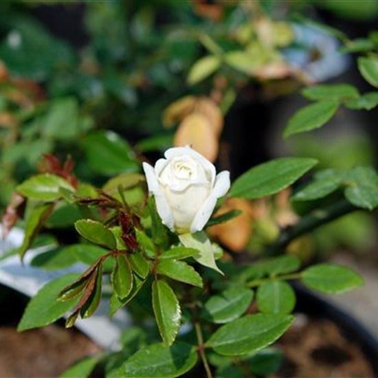 Rosa (Kletterrose) 'Albéric Barbier'