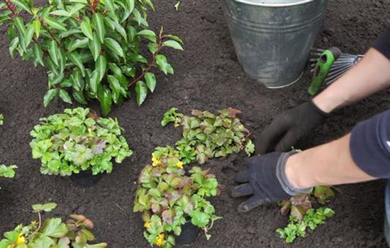 Golderdbeere - Einpflanzen im Garten