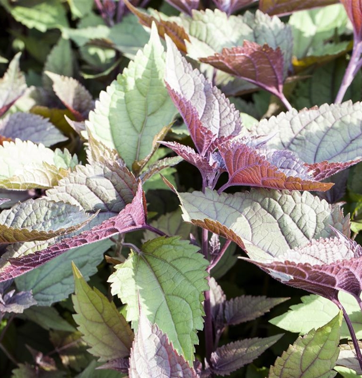 Dunkelblättriger Gartendost