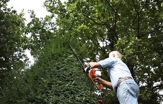 Eibe - Zurückschneiden mit der Heckenschere