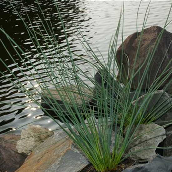 Juncus inflexus