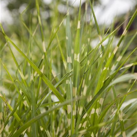 Miscanthus sinensis 'Zebrinus'