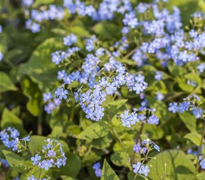 Brunnera macrophylla