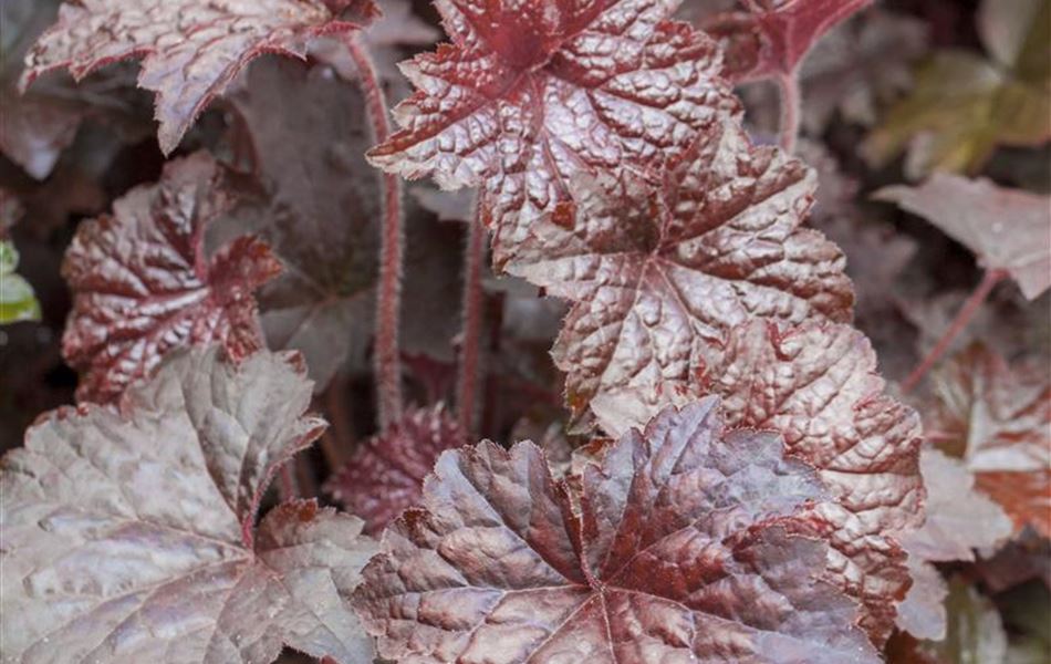 Heuchera micrantha 'Palace Purple'