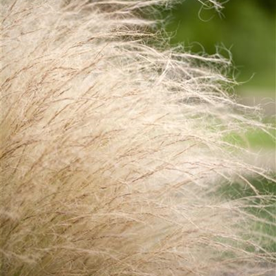 Stipa tenuissima 'Ponytails'