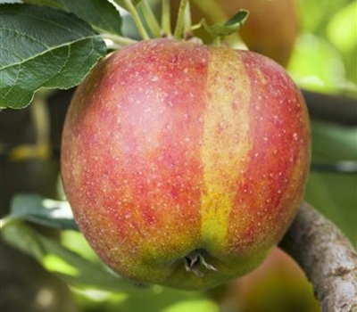 Malus domestica 'Berlepsch'