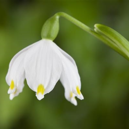 Leucojum vernum