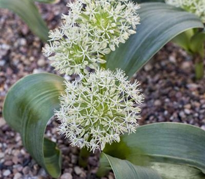 Allium karataviense