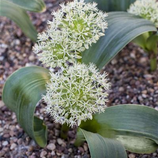 Allium karataviense