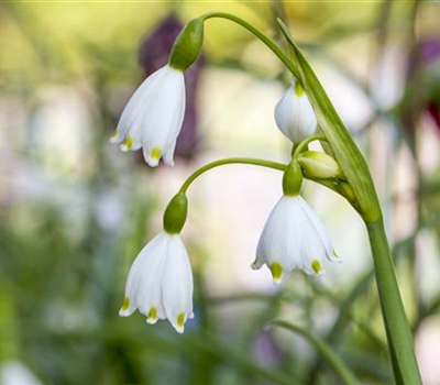 Leucojum aestivum