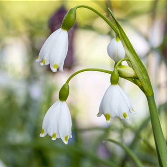 Leucojum aestivum