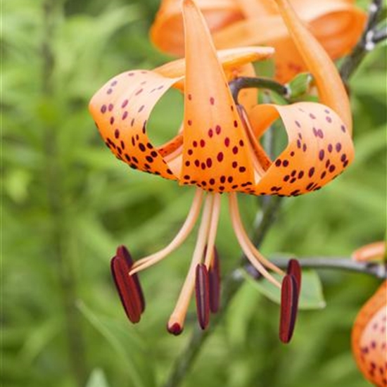 Lilium martagon