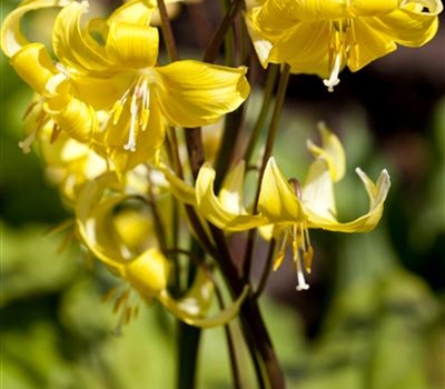 Erythronium 'Pagoda'