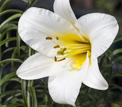 Lilium regale