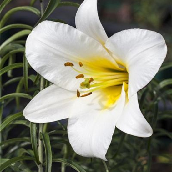 Lilium regale