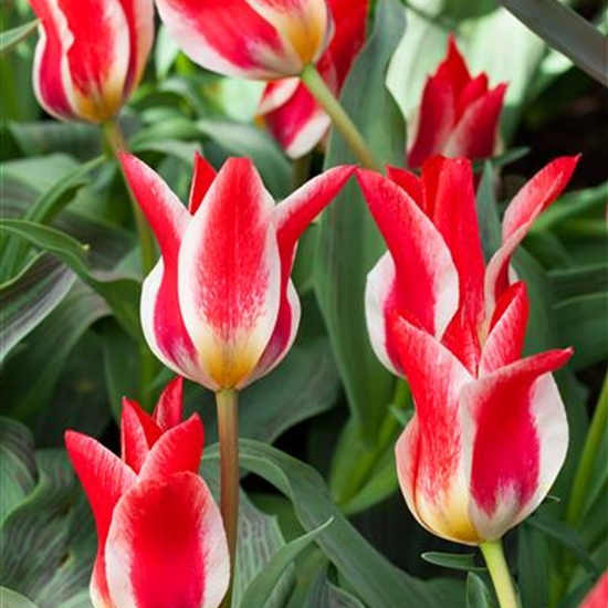 Tulipa greigii 'Plaisir'