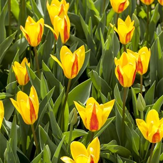 Tulipa kaufmanniana 'Heart's Delight'