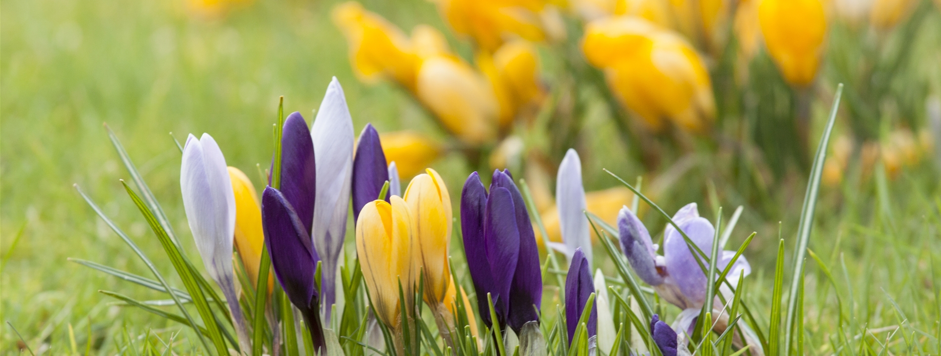 Krokus (Crocus)