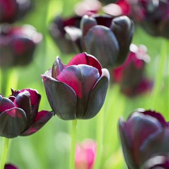 Tulipa 'Queen of Night'