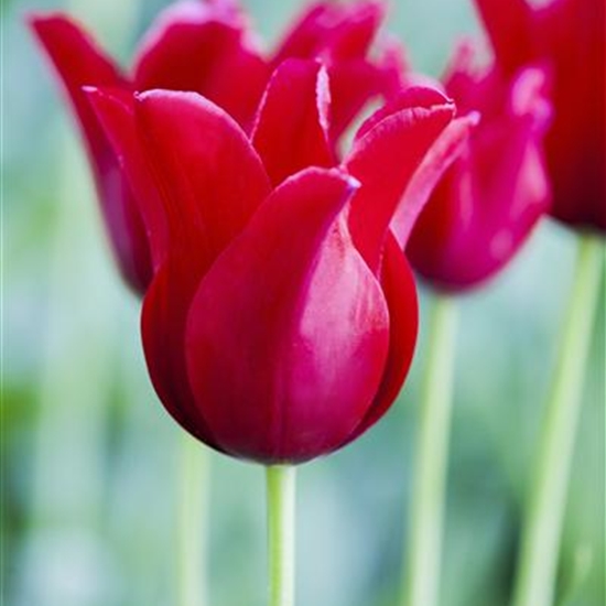 Tulipa greigii 'Red Riding Hood'