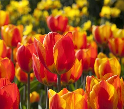 Tulipa 'Flair'