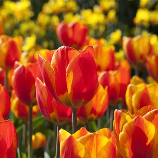 Tulipa 'Flair'