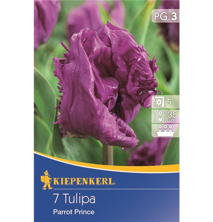 Papageien-Tulpe