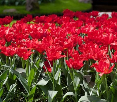 Tulipa 'Abba'