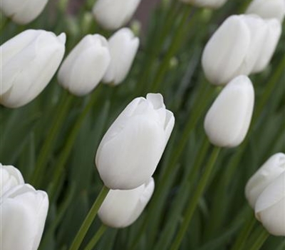 Tulipa 'Clearwater'