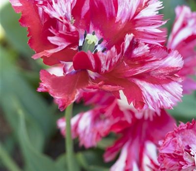 Tulipa 'Estella Rijnveld'