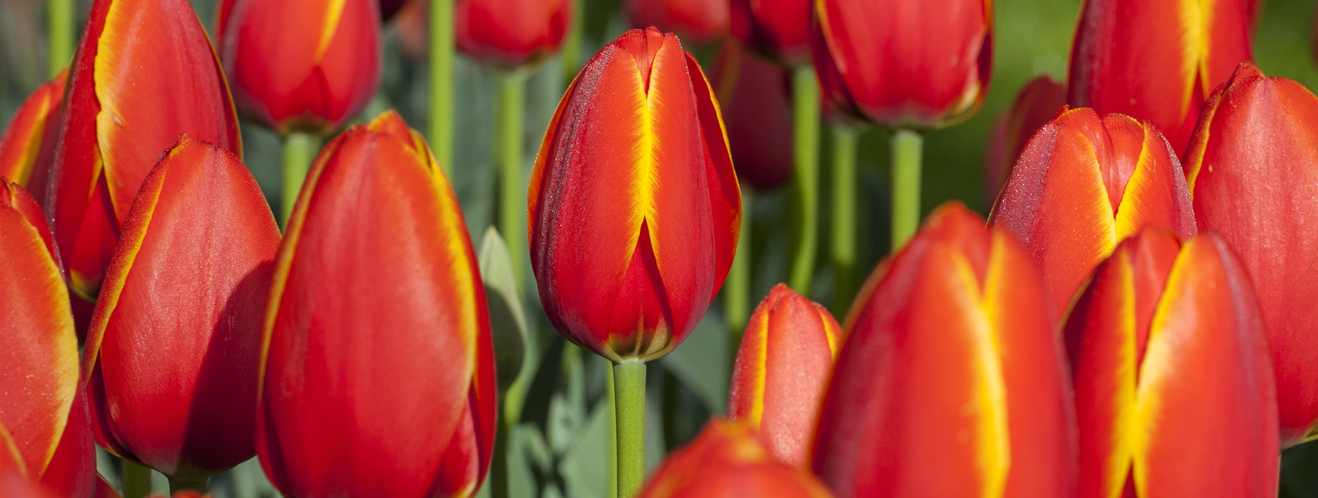 Tulpen (Tulipa)