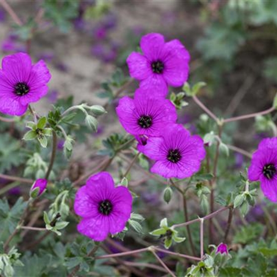 Geranium cinereum 'Giuseppii'