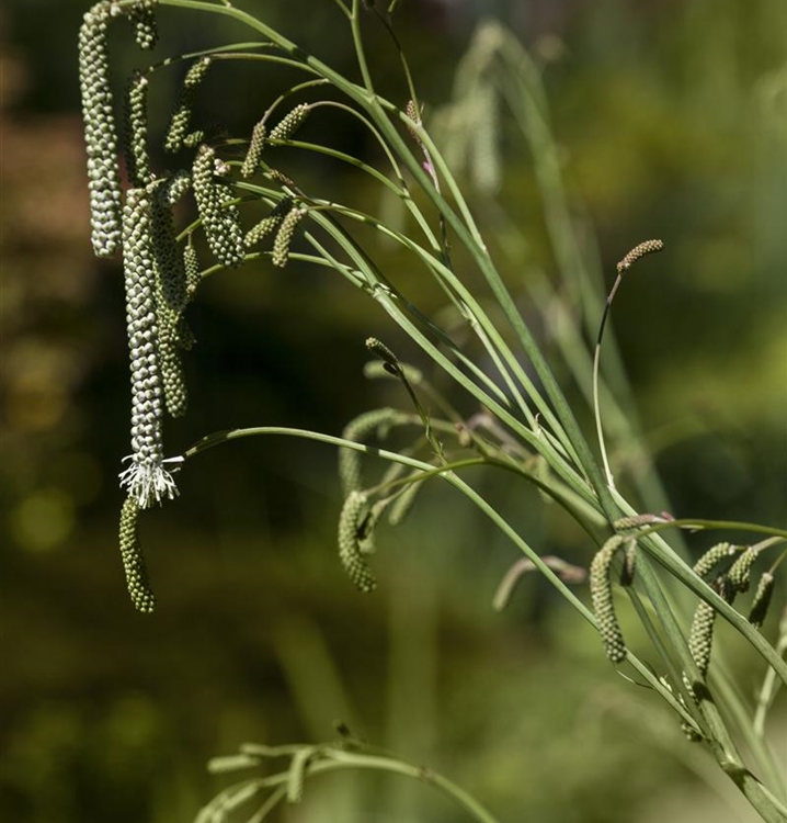 Feinblättriger Wiesenknopf