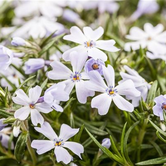 Phlox (Subulata-Gruppe) 'G.F. Wilson'