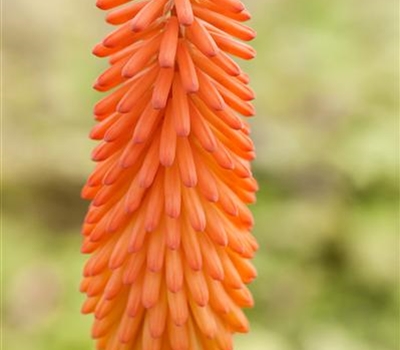 Kniphofia 'Alcazar'