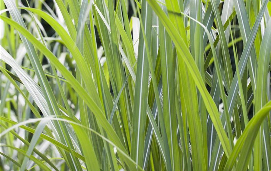 Miscanthus japonicus 'Giganteus'