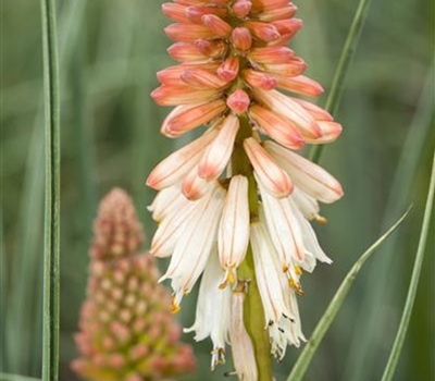 Kniphofia 'Orange Vanilla Popsicle'