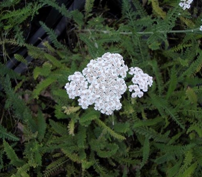 Achillea millefolium