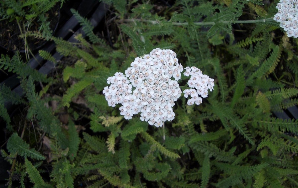 Achillea millefolium