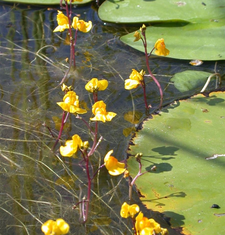 Gewöhnlicher Wasserschlauch