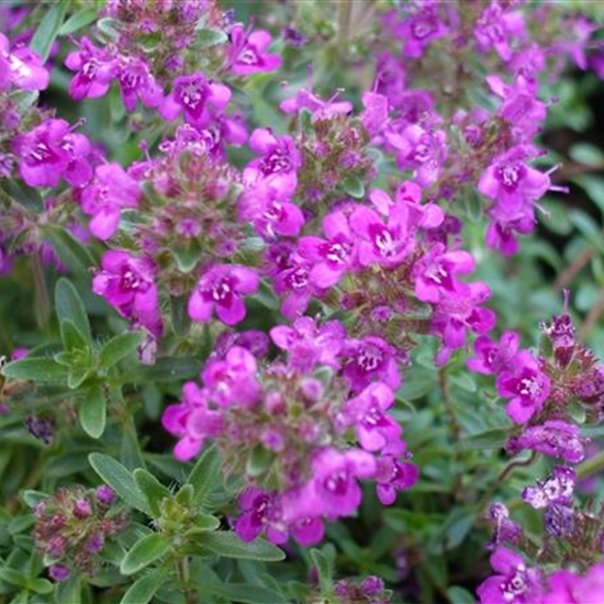 Thymus praecox 'Atropurpureus'