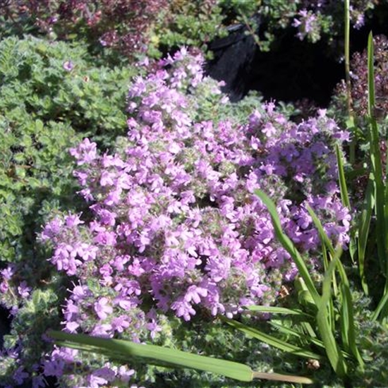 Thymus praecox 'Pseudolanuginosus'