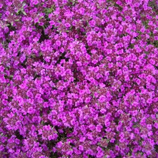 Thymus praecox 'Purple Beauty'