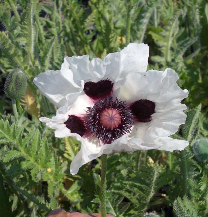 Türkischer Mohn